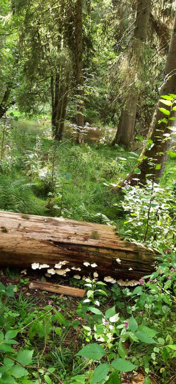 	14 3 Tage auf dem Schluchtensteig im Südschwarzwald